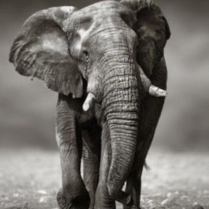 Meet your Posher, Mandy